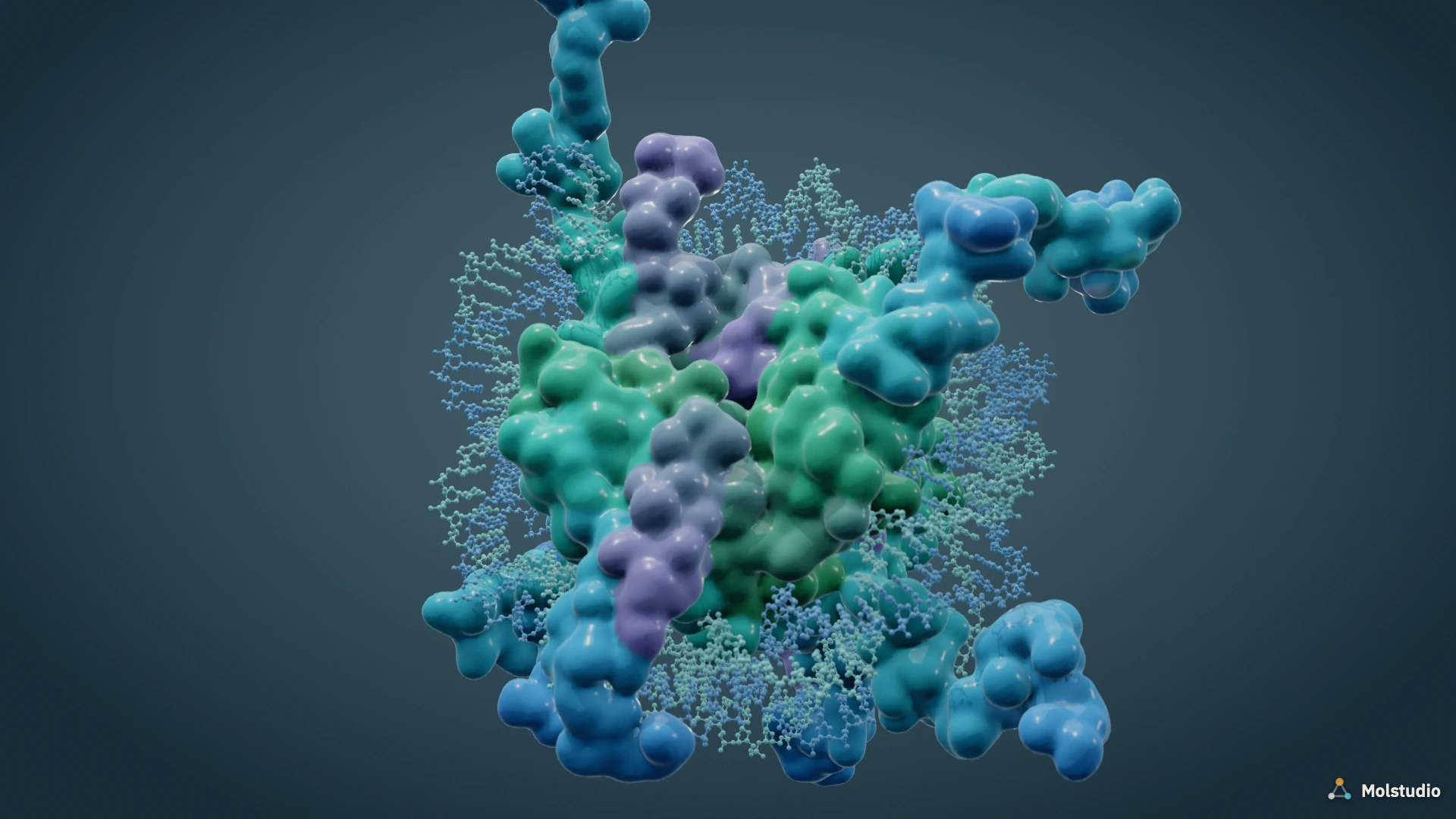 Nucleosome core particle: molecular surface of the histone octamer wrapped by deposited DNA drawn as ball-and-stick