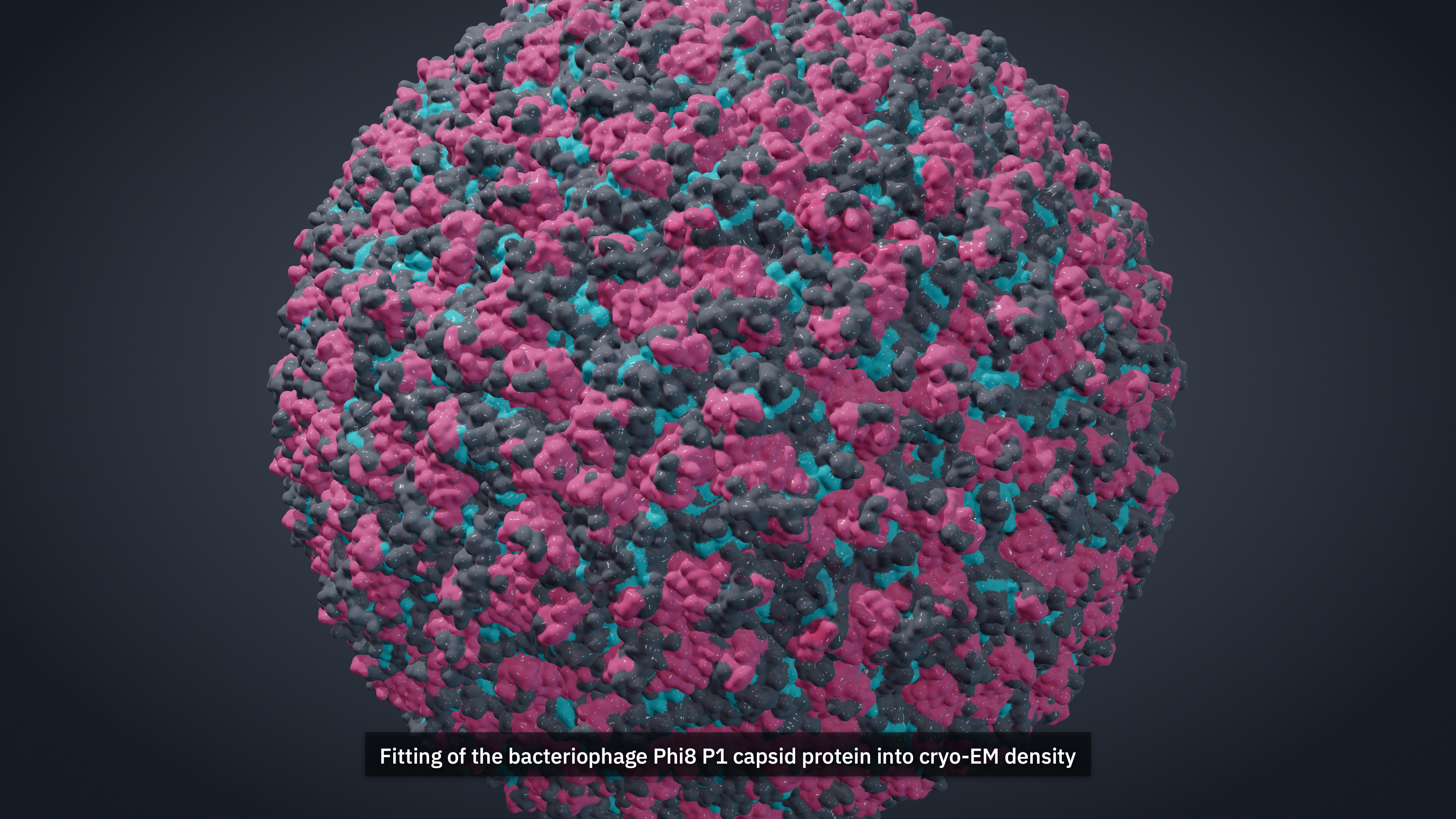Molecular-surface assembly of the bacteriophage Phi8 P1 capsid fitted to cryo-EM density